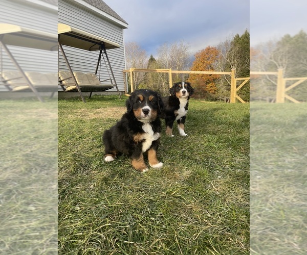 Medium Photo #4  Breeder Profile in PALMYRA, ME, USA