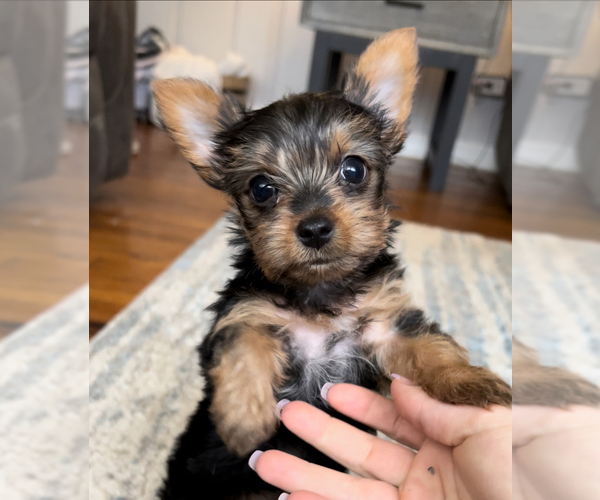 Medium Photo #1  Breeder Profile in CARTHAGE, TN, USA