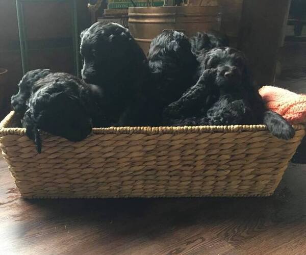 Medium Photo #1  Breeder Profile in ADAIRVILLE, KY, USA