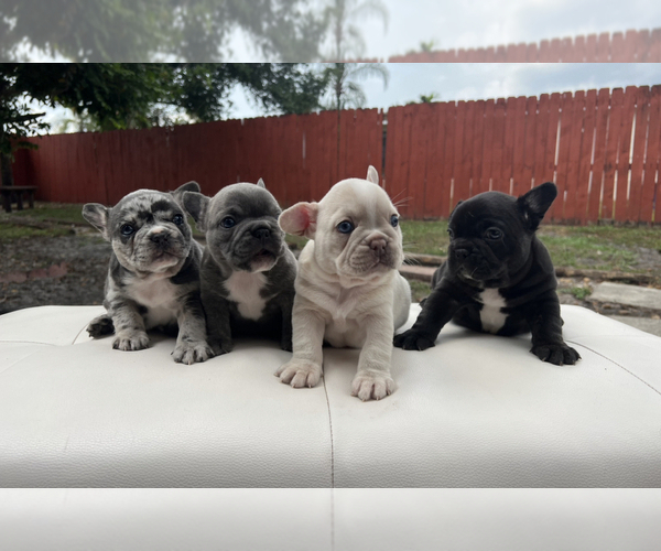 Medium Photo #1  Breeder Profile in HOLLYWOOD, FL, USA