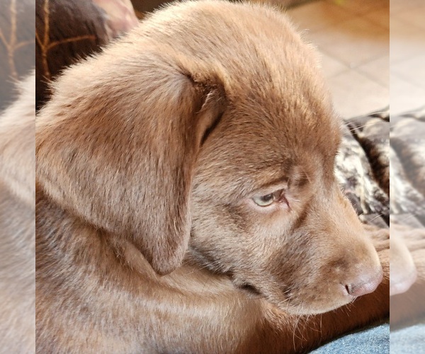 Medium Photo #5  Breeder Profile in TAZEWELL, VA, USA