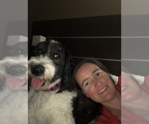 Medium Photo #1  Breeder Profile in EAST FALMOUTH, MA, USA