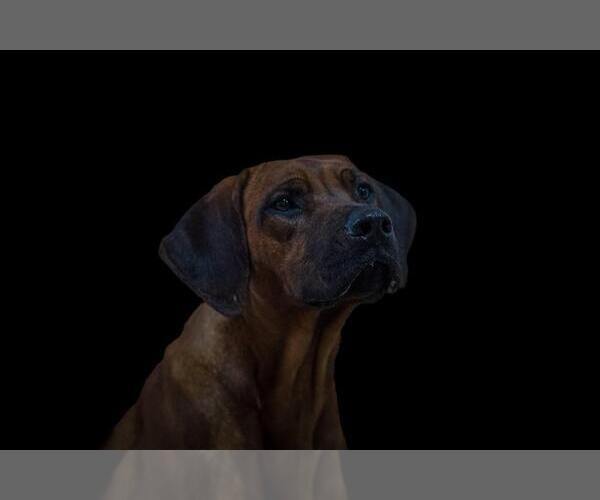 Medium Photo #16  Breeder Profile in ONEIDA, TN, USA