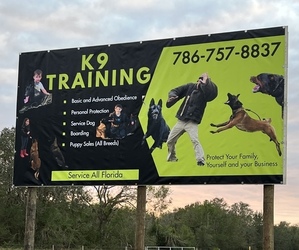 Rottweiler Dog Breeder near ARCADIA, FL, USA
