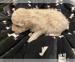 Small #9 Breeder Profile image