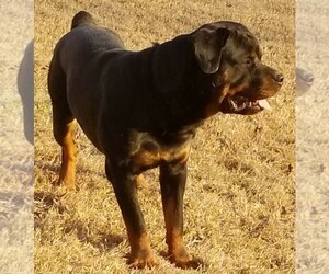 Rottweiler Dog Breeder near WESLEY, AR, USA