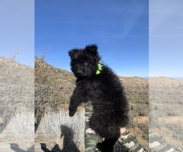 Medium Photo #120  Breeder Profile in PINON HILLS, CA, USA