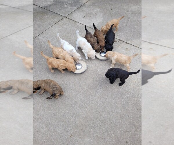 Medium Photo #2  Breeder Profile in HARBOR SPRINGS, MI, USA