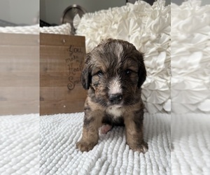 Bernedoodle Dog Breeder near BELMONT, NC, USA