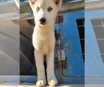 Small Photo #1  Breeder Profile in PRIEST RIVER, ID, USA