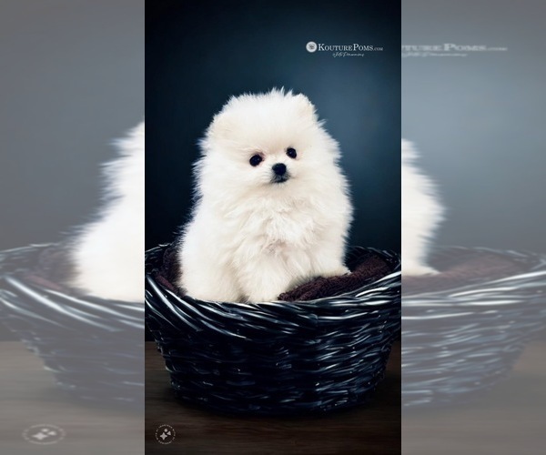 Medium Photo #41  Breeder Profile in CHARLOTTE, NC, USA