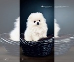 Small #40 Breeder Profile image
