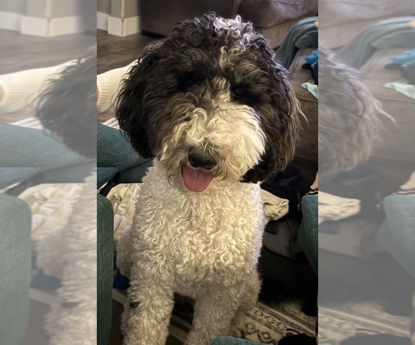 Medium Photo #19  Breeder Profile in DEER PARK, WA, USA