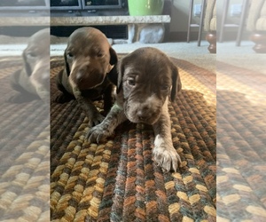 German Shorthaired Pointer Dog Breeder near BURLINGTON, WI, USA