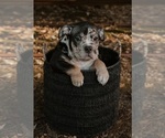 Small #5 Breeder Profile image