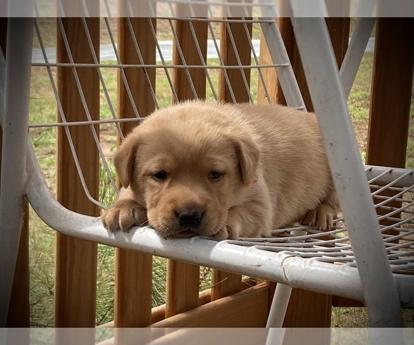 Medium Photo #1  Breeder Profile in AUGUSTA, WI, USA