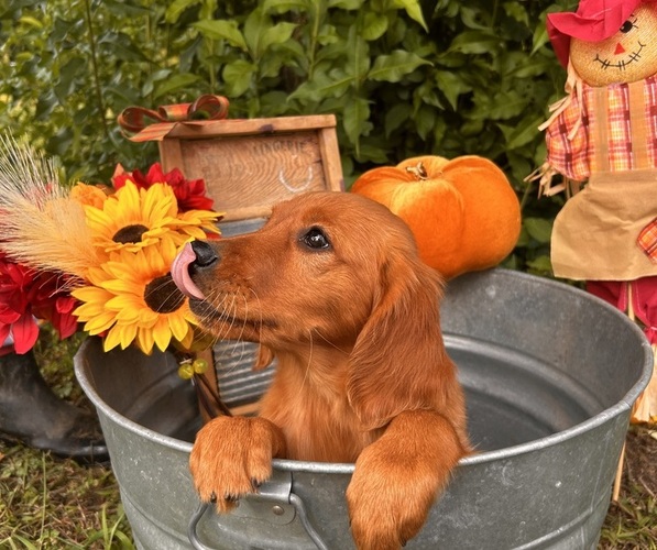 Medium Photo #3  Breeder Profile in BLACK RIVER FALLS, WI, USA