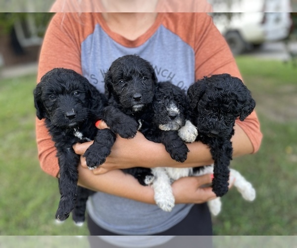 Medium Photo #1  Breeder Profile in COOKEVILLE, TN, USA