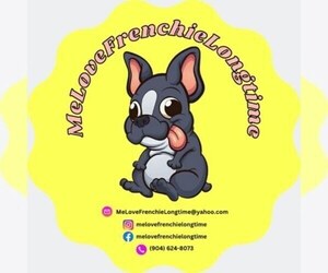 French Bulldog Dog Breeder in JACKSONVILLE,  USA