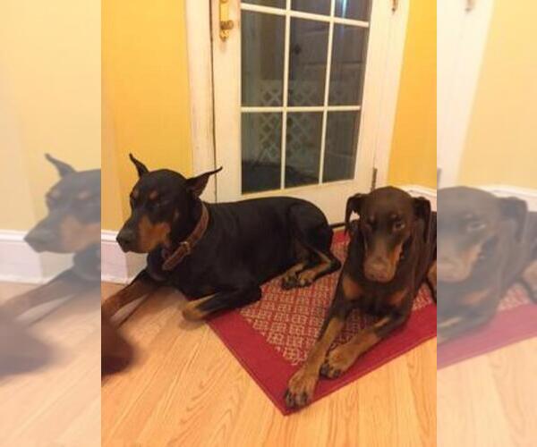 Medium Photo #1  Breeder Profile in ELIZABETHTOWN, NC, USA