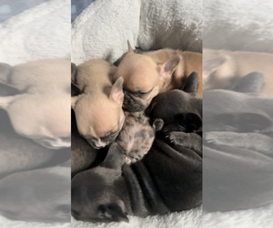 French Bulldog Dog Breeder near COCKEYSVILLE, MD, USA