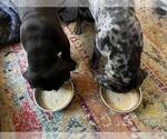 Small #4 Breeder Profile image