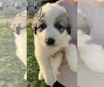 Small #7 Breeder Profile image