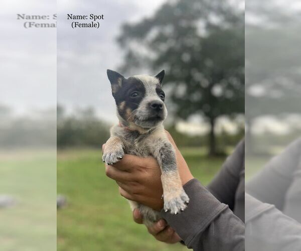 Medium Photo #9  Breeder Profile in BEDIAS, TX, USA