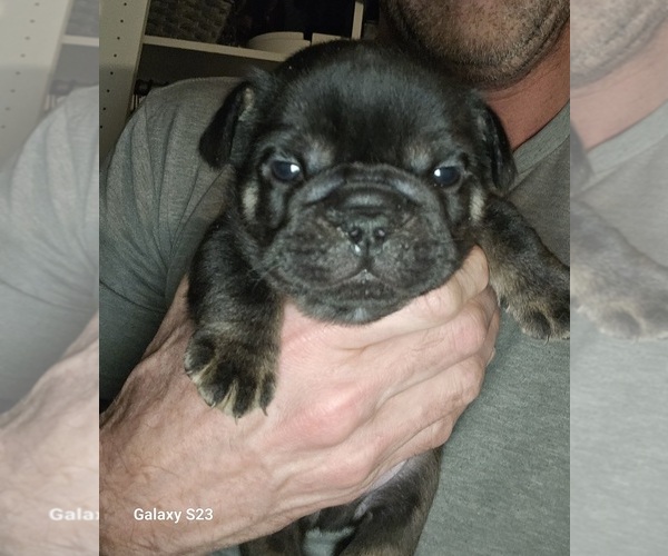 Medium Photo #8  Breeder Profile in FENTON, MO, USA