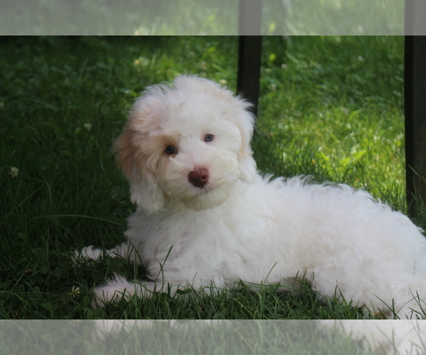Medium Photo #1  Breeder Profile in ELLWOOD CITY, PA, USA