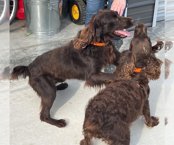 Medium Photo #1  Breeder Profile in SEQUATCHIE, TN, USA