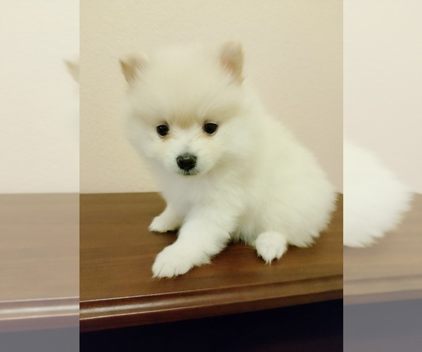 Medium Photo #1  Breeder Profile in AMARILLO, TX, USA