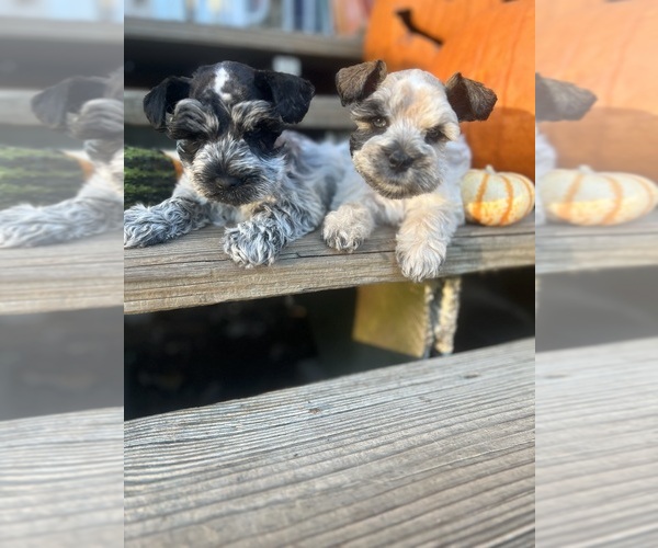 Medium Photo #13  Breeder Profile in WELLINGTON, AL, USA