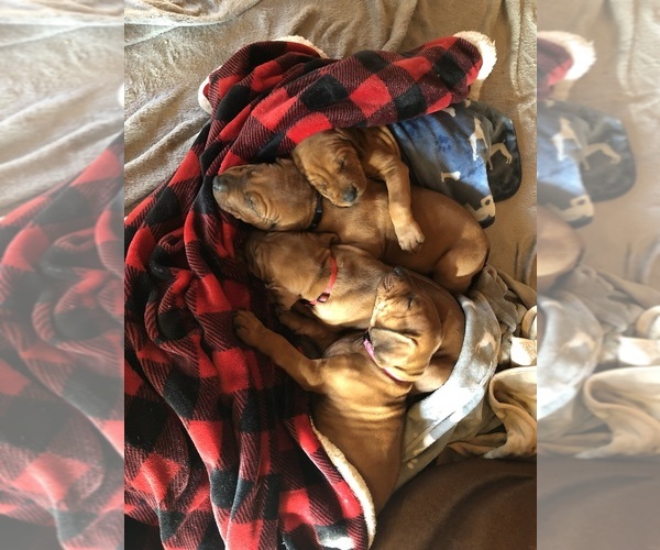 Medium Photo #5  Breeder Profile in BOISE, ID, USA