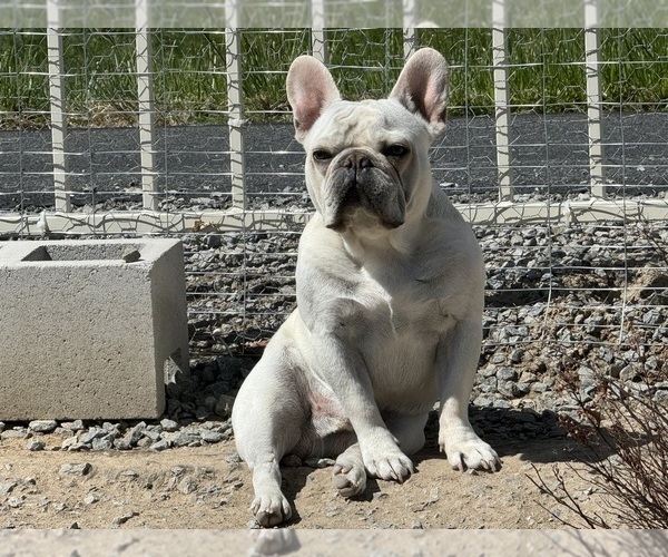 Medium Photo #3  Breeder Profile in RENO, NV, USA