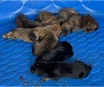 Small #1 Breeder Profile image