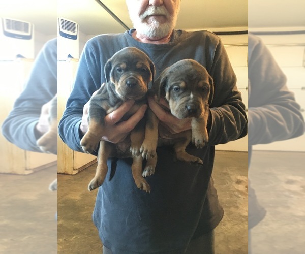 Medium Photo #1  Breeder Profile in ABILENE, TX, USA