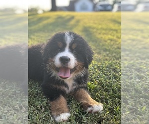 Bernese Mountain Dog Dog Breeder near HENDERSONVILLE, TN, USA