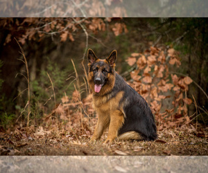 German Shepherd Dog Dog Breeder near CLEVELAND, TN, USA
