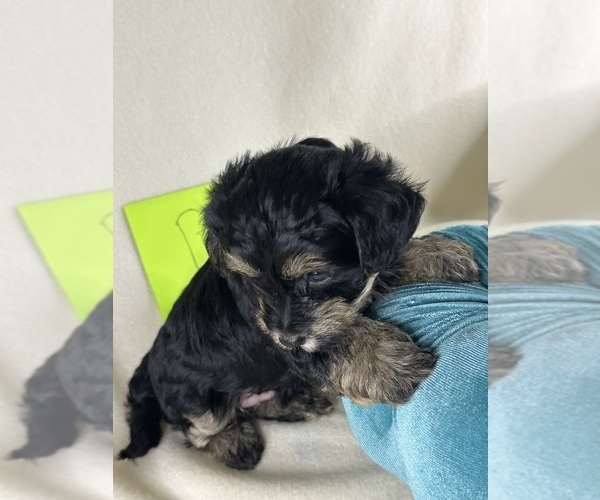 Medium Photo #15  Breeder Profile in ROCK HILL, SC, USA
