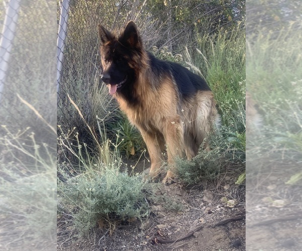Medium Photo #16  Breeder Profile in PINON HILLS, CA, USA