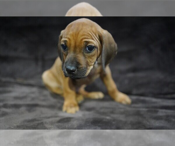 Medium Photo #2  Breeder Profile in ONEIDA, TN, USA