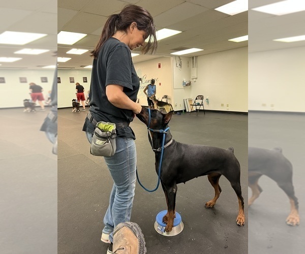 Medium Photo #4  Breeder Profile in PHOENIX, AZ, USA