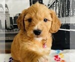 Small breeder photo