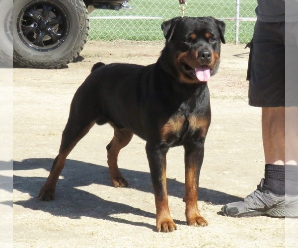 Medium Photo #25  Breeder Profile in OAK GLEN, CA, USA