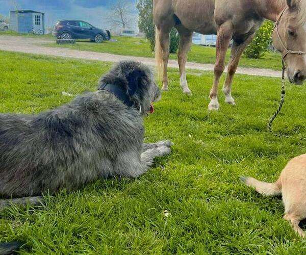 Medium Photo #6  Breeder Profile in WINDSOR, MO, USA