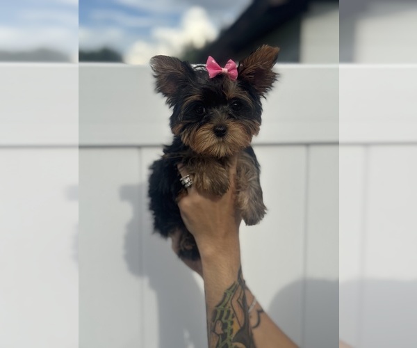 Medium Photo #7  Breeder Profile in SEFFNER, FL, USA