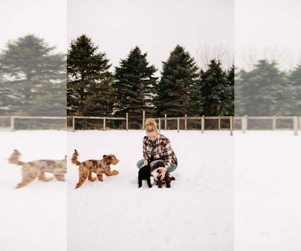 Medium Photo #6  Breeder Profile in SHIOCTON, WI, USA