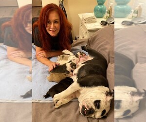 Main photo of Bulldog Dog Breeder near PLANO, TX, USA