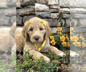 Golden Mountain Doodle  Dog Breeder in HOMOSASSA,  USA